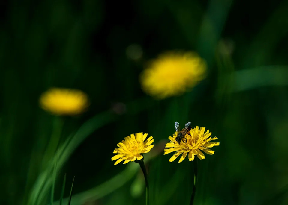 bee on yellow flowers against a dark background