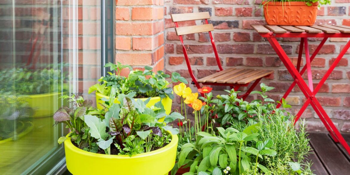 Grow These 10 Versatile Vegetables On Windowsills And Shelves