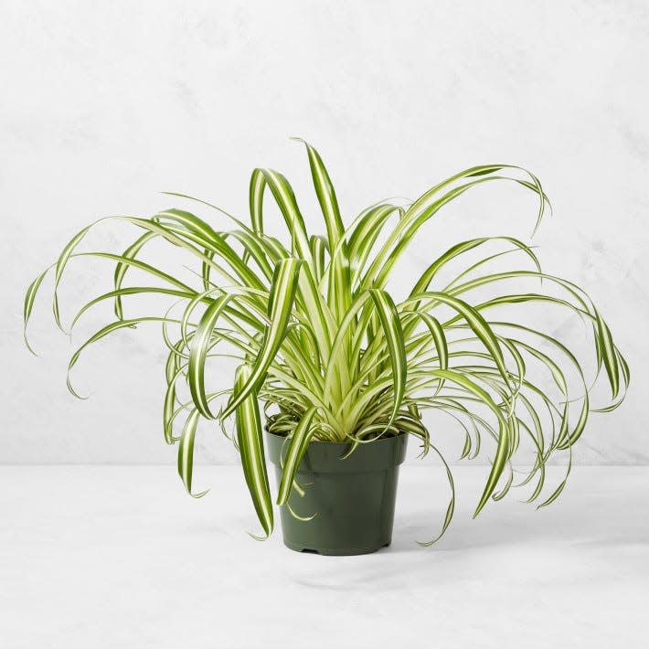 37 Low-Light Houseplants That THRIVE in Darkness