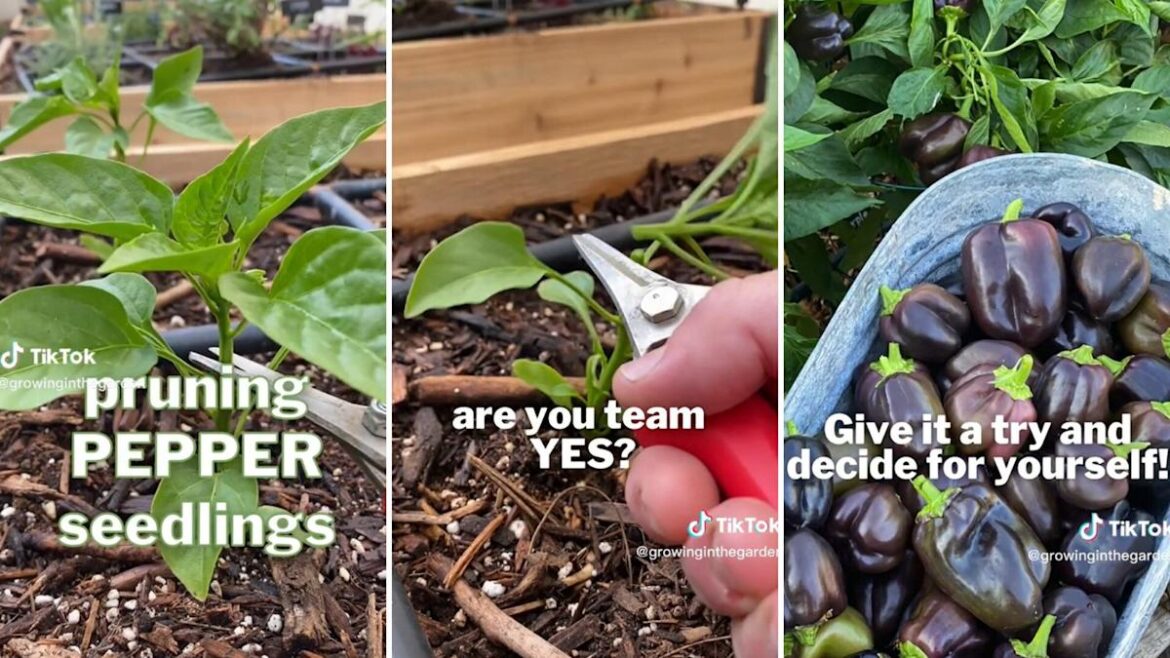Gardener breaks down counterintuitive hack to grow best bell peppers Gardener breaks down counterintuitive hack to grow best bell peppers