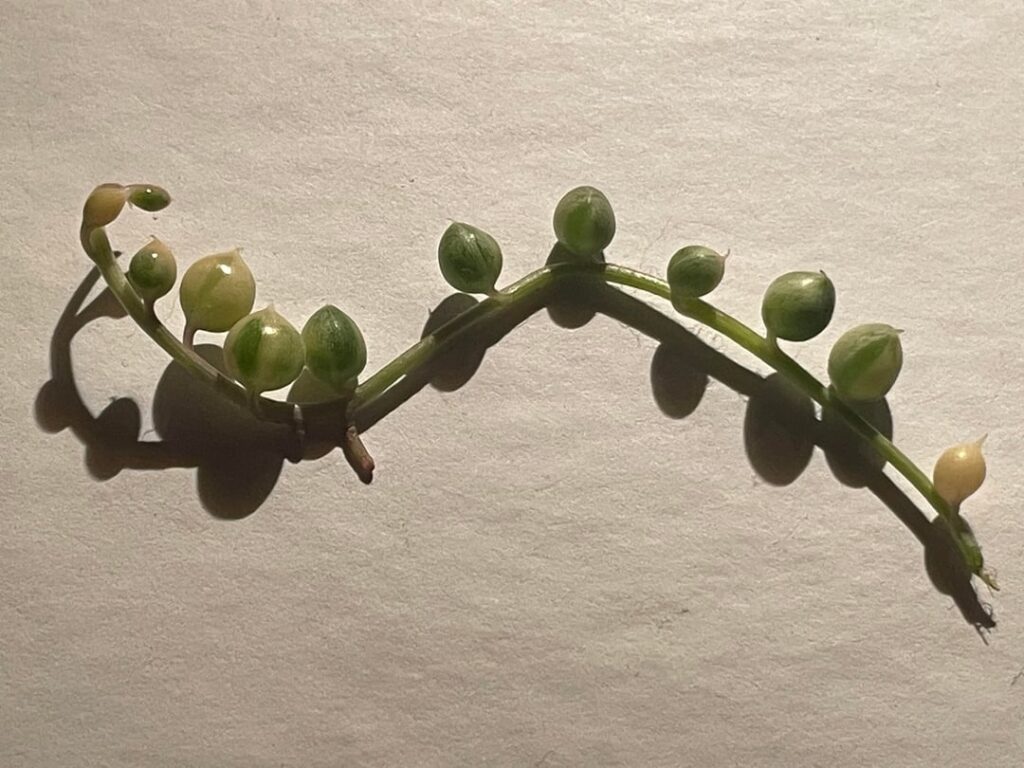 best way to propagate string of pearls? best way to propagate string of pearls?