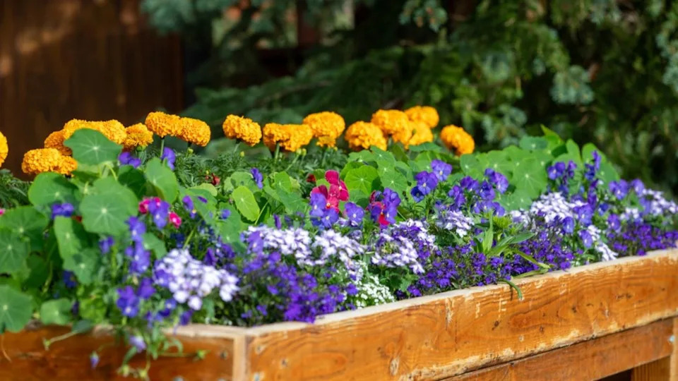 Marigolds, nasturtiums, and violets in a rustic wooden flower box