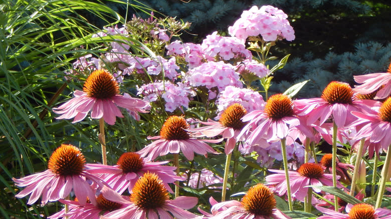 Coneflowers growing with tall phlox