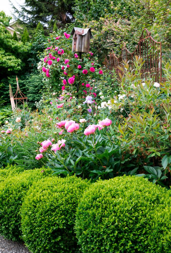 Credit: Laurie Black