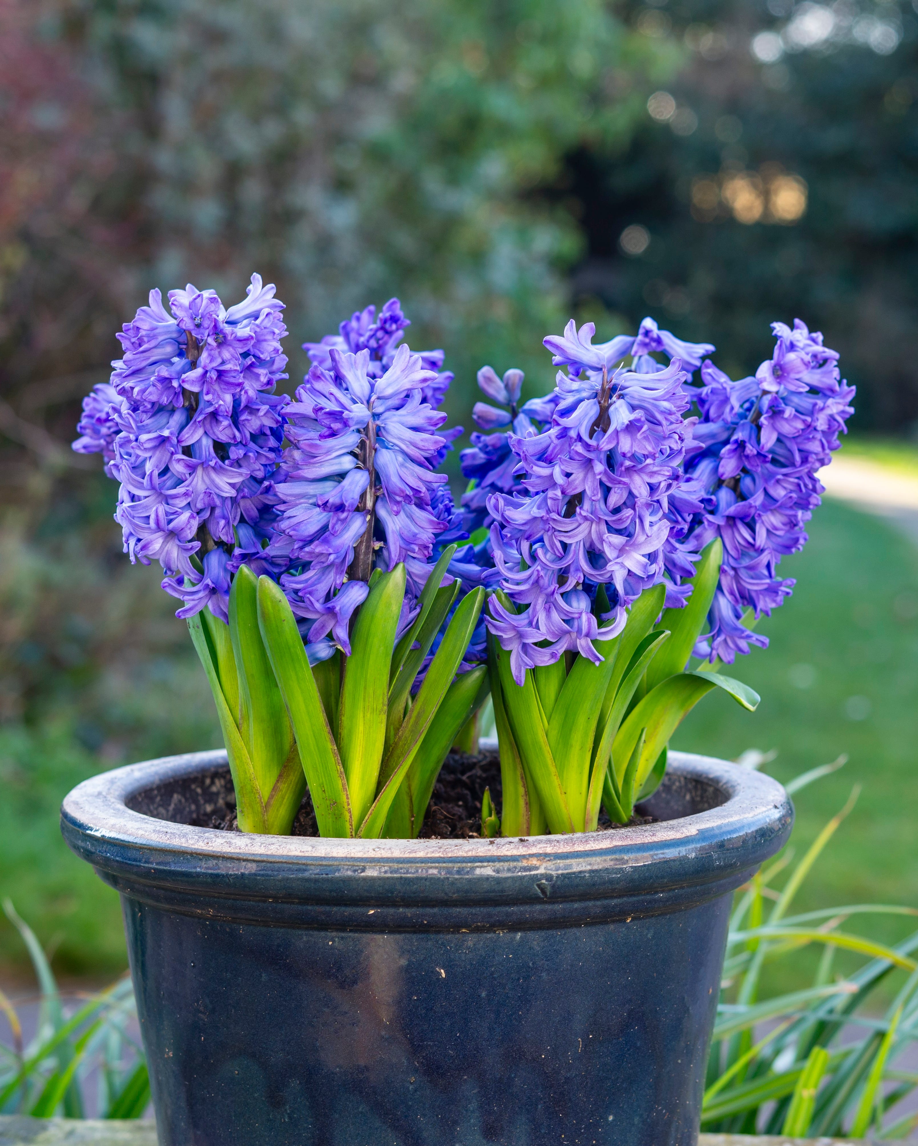 a pot of blue delft hyacinths