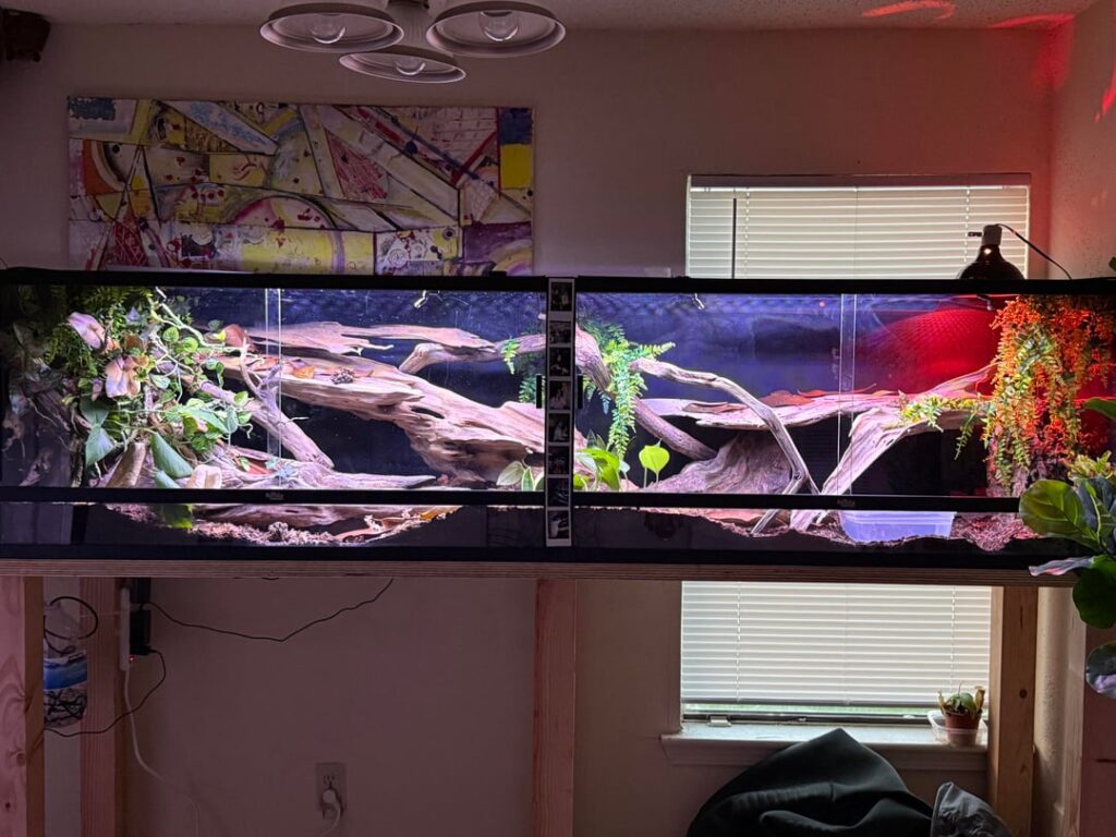 HELP! little Terrarium project and I’ve run into some issues! Need y’all’s wonderful creativity and advice plsssss🐍
