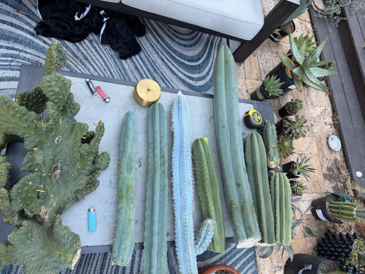 Harvest time