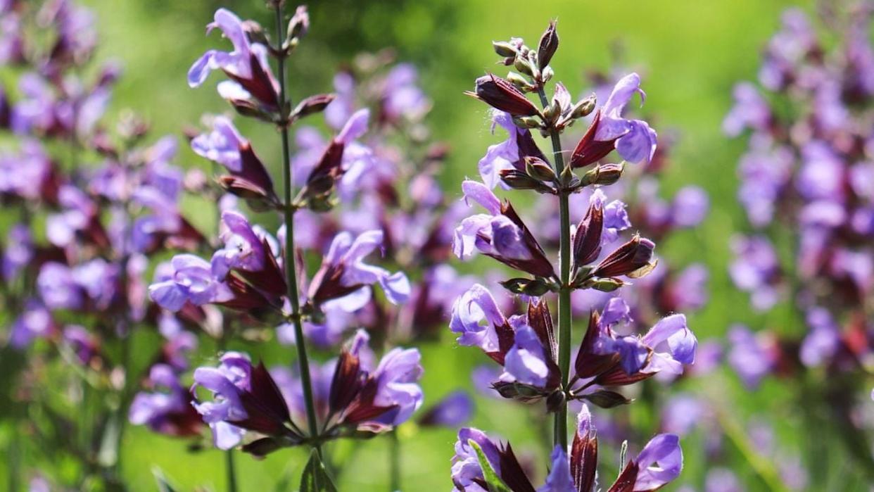 Salvia officinalis. Sage Plant