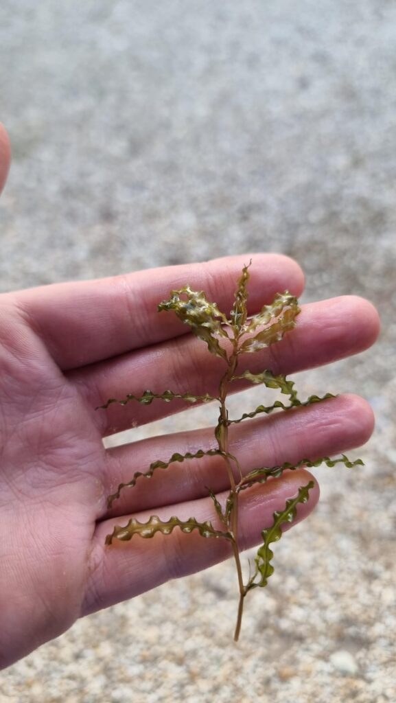 Aquatic stem plant Australia nsw