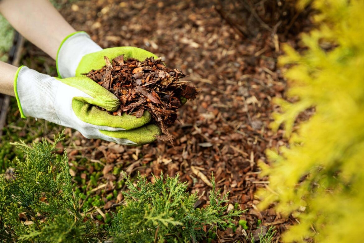 Which mulch should you be using for your garden?