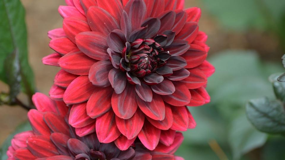 Flowering red dahlia flower blososm in a garden.