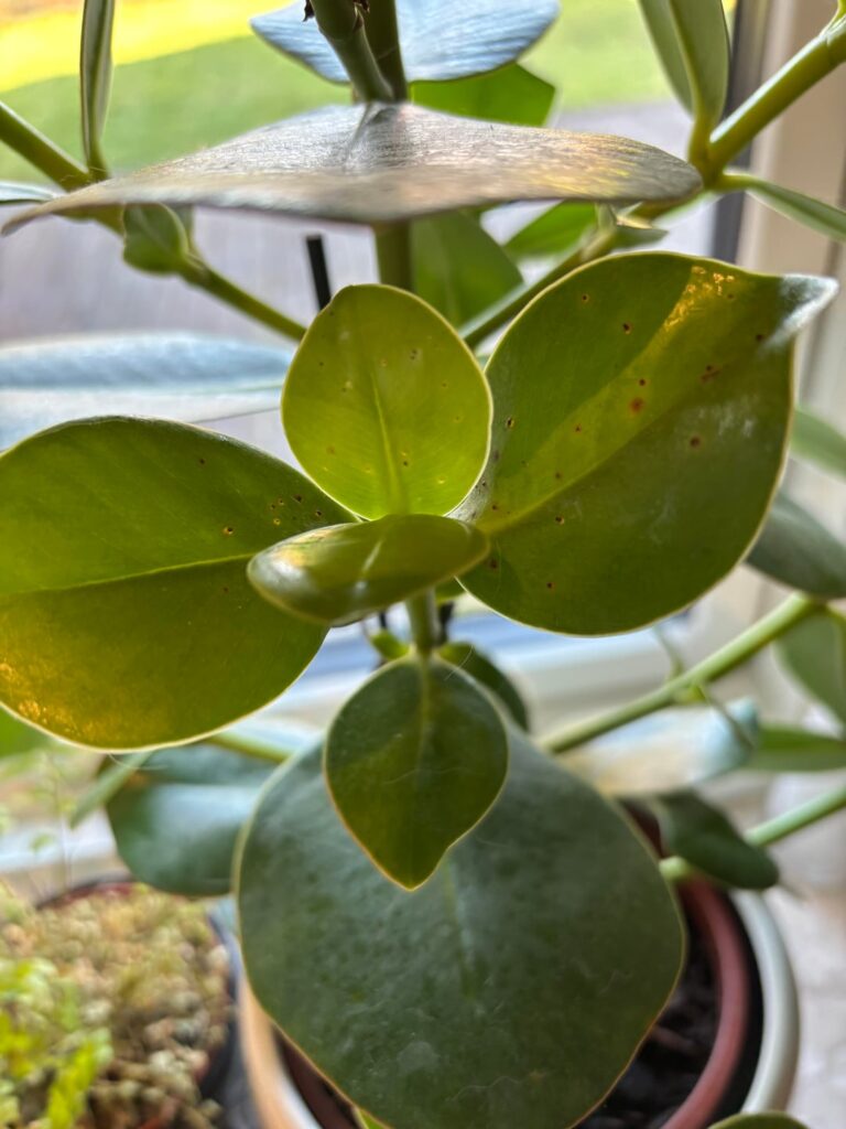 What is this on my plant?