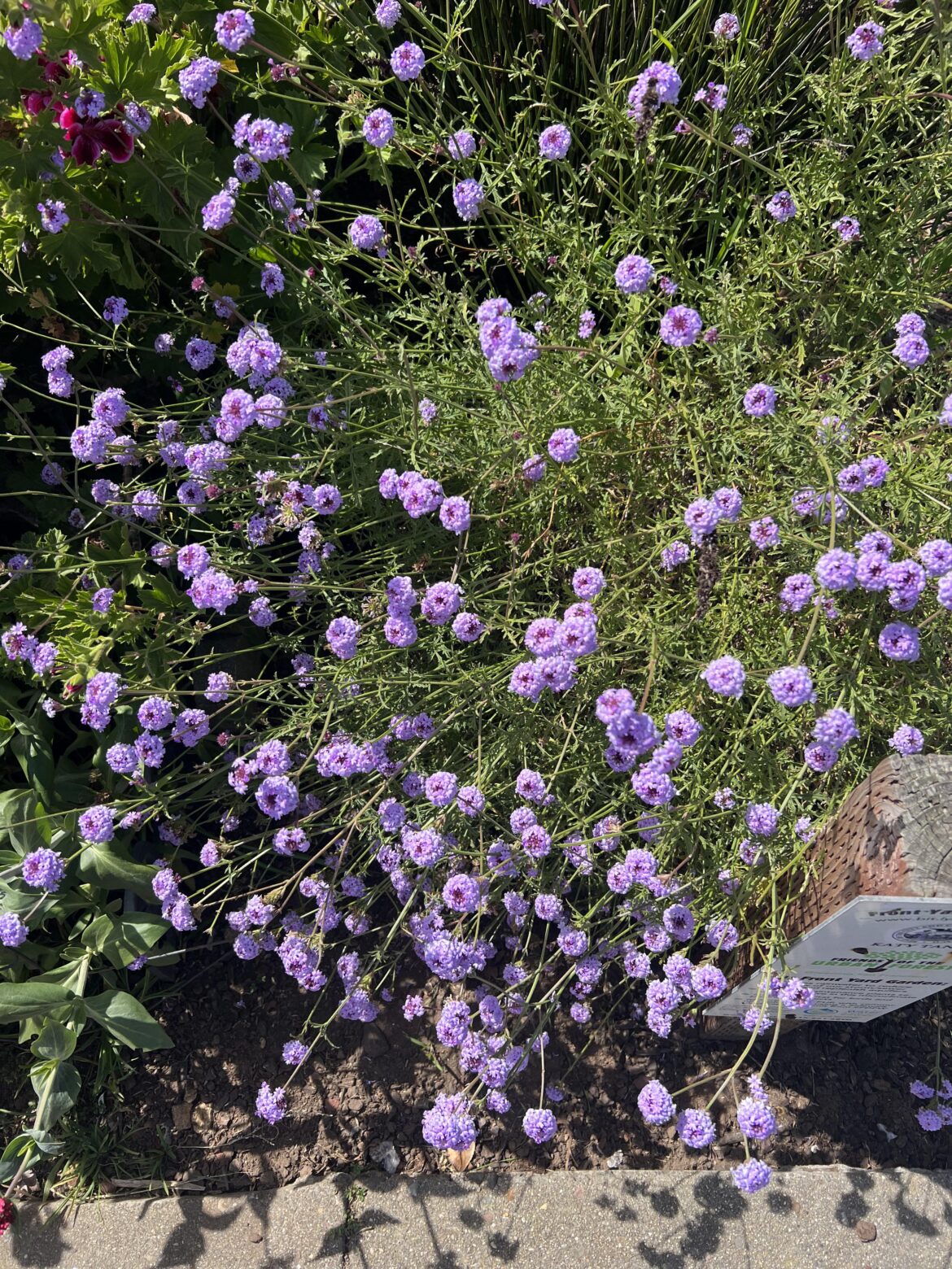 Pretty purple plant