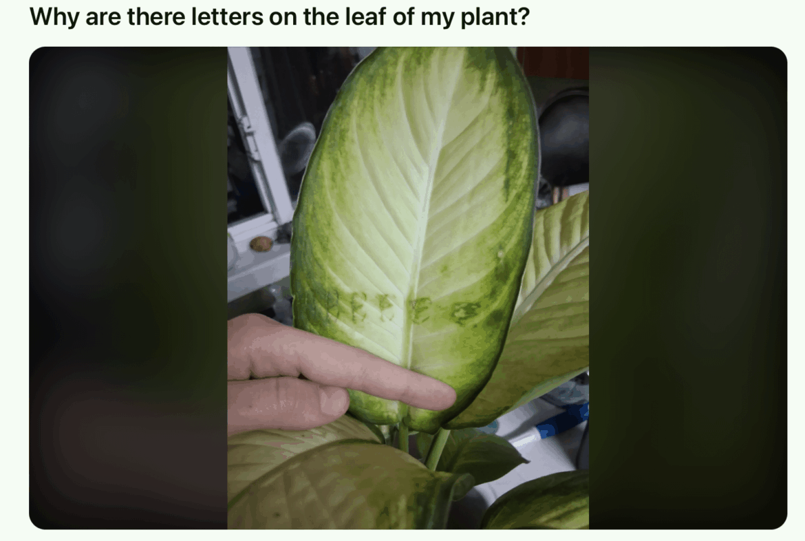 Help I think my plant is trying to communicate with me