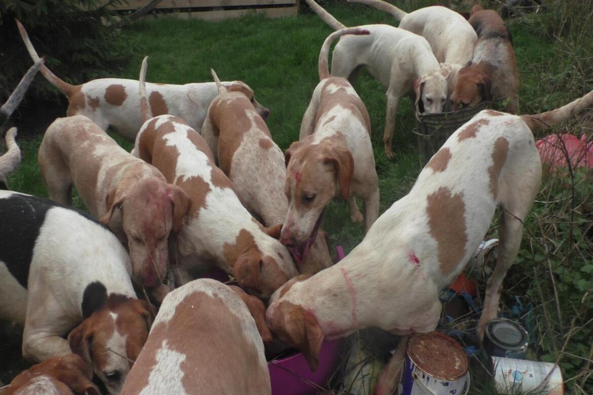 Blood stains found in garden as animal ‘killed’ in hound hunt Blood stains found in garden as animal 'killed' in hound hunt