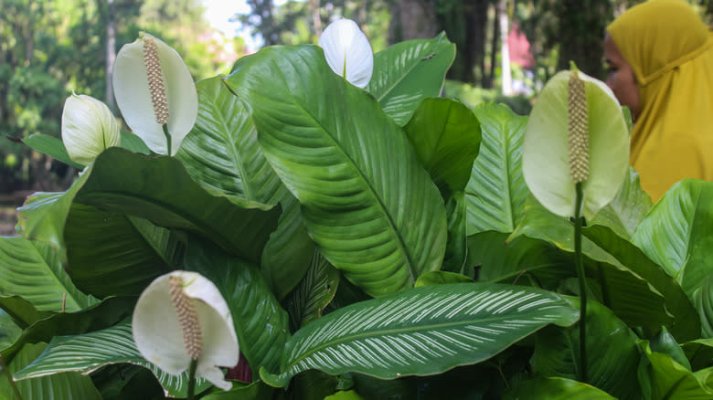 Peace lily in bloom outdoors