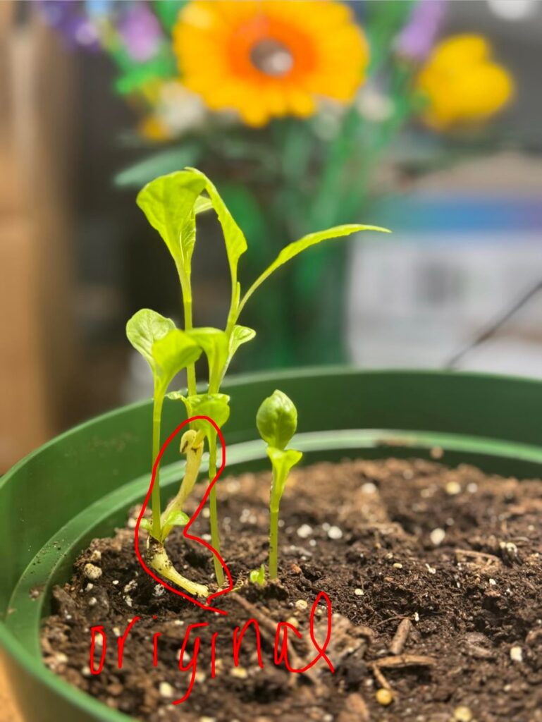 Will these sprouts be ok? Will these sprouts be ok?