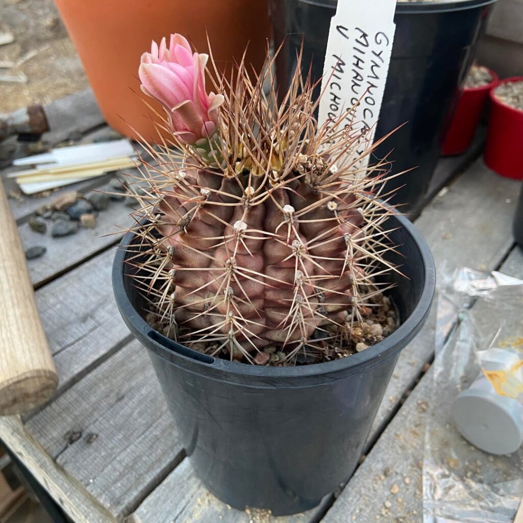 It was time for a repot