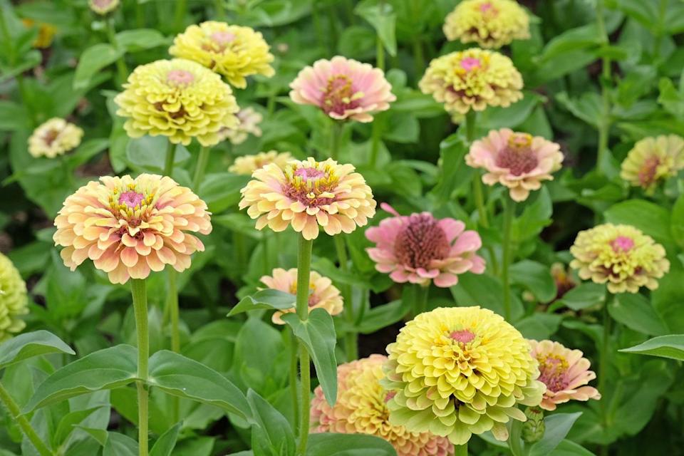 Credit: Alex Manders / Getty Images