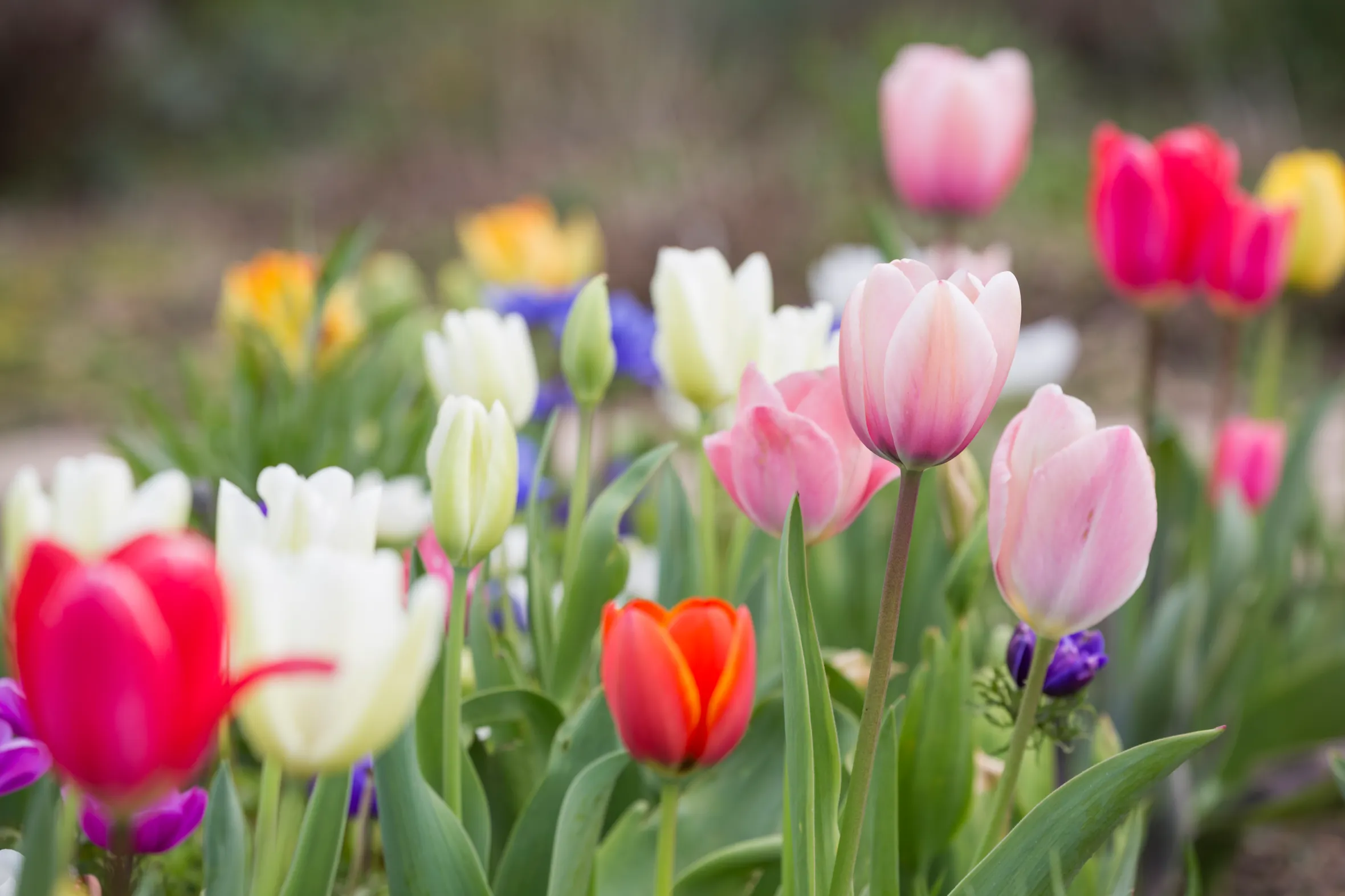 A garden bed of blooming tulips in pink, red, white, yellow, and purple.