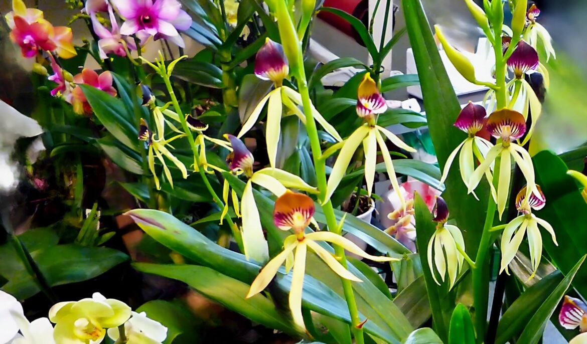 ORQUÍDEA PULPO.(Prosthechea cochleata)[OC]