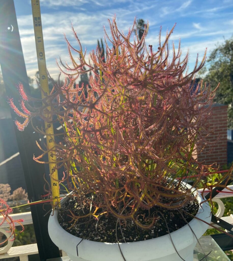 It's unbelievable how luscious and large some sundews become.