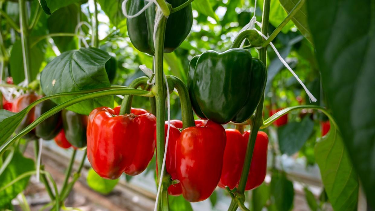 Big ripe sweet bell peppers, red paprika plants growing in glass greenhouse, bio farming in the Netherlands