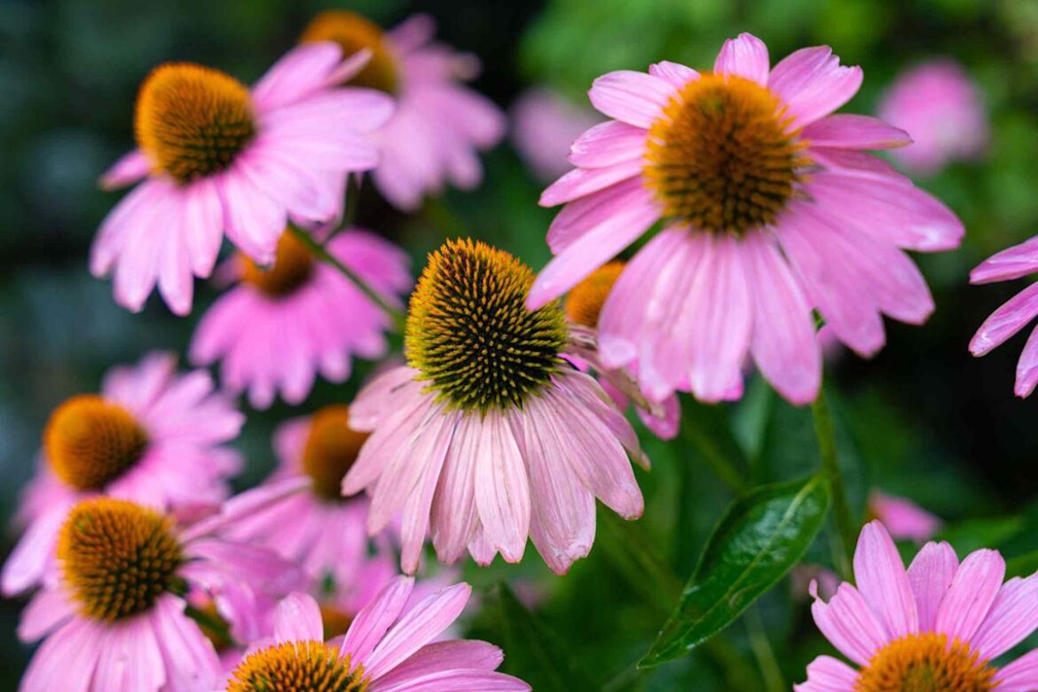 11 Perennials You Can Plant In Clay Soil