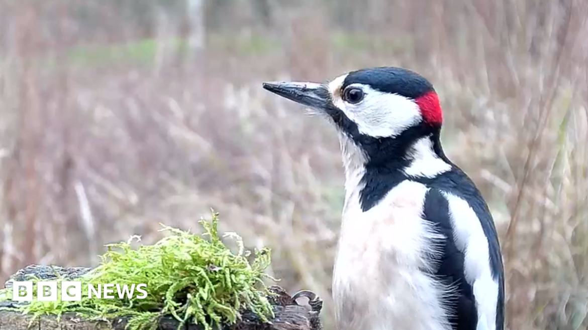 The secret garden filming wildlife in Worcestershire Small Prophets