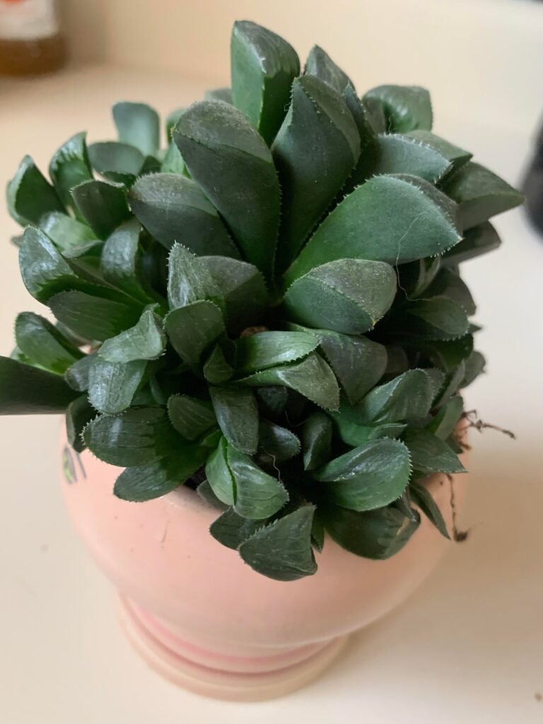 Help identifying this plant and understanding plant grouping?