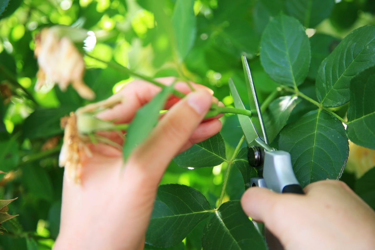 Pruning roses