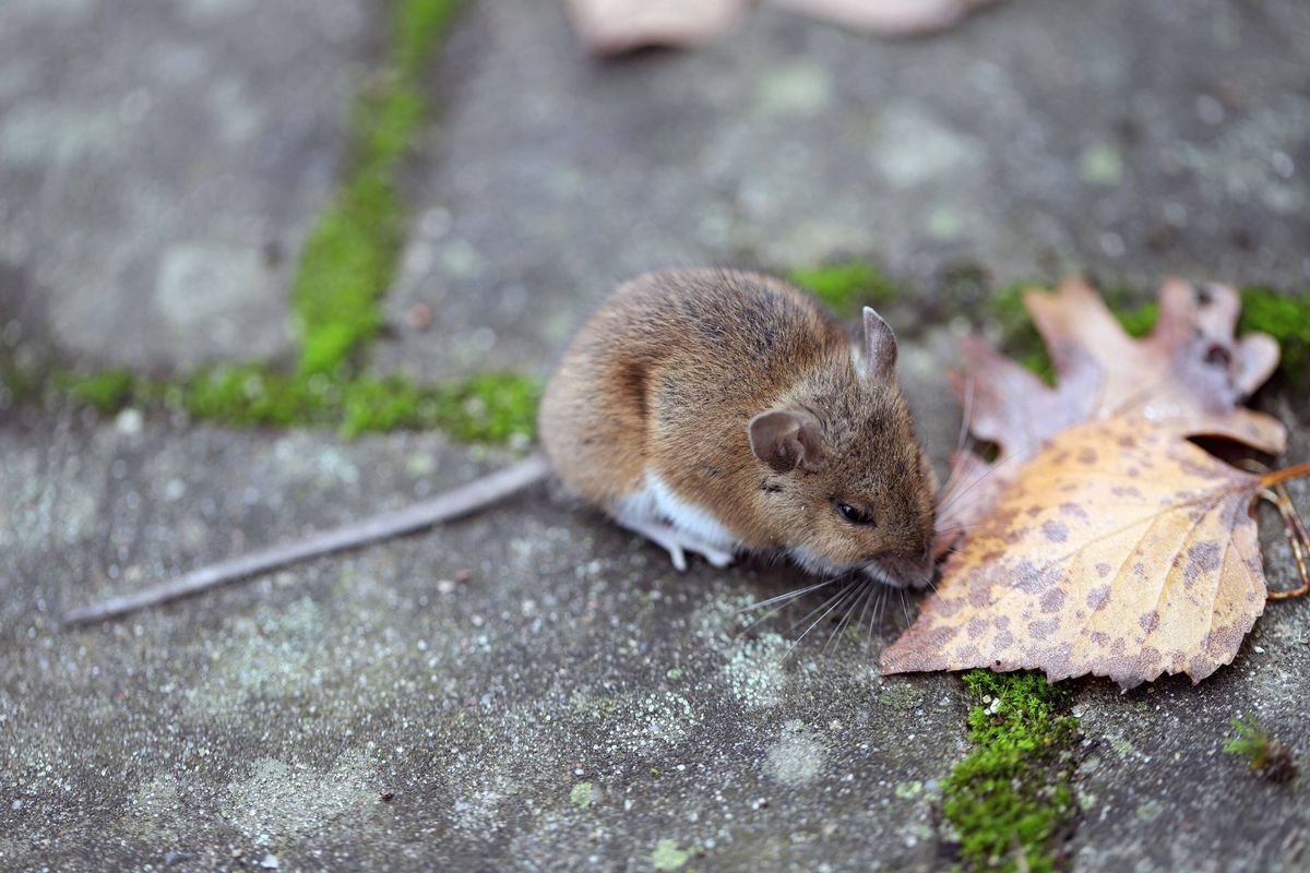 A mouse sitting on the pavement near the house.
