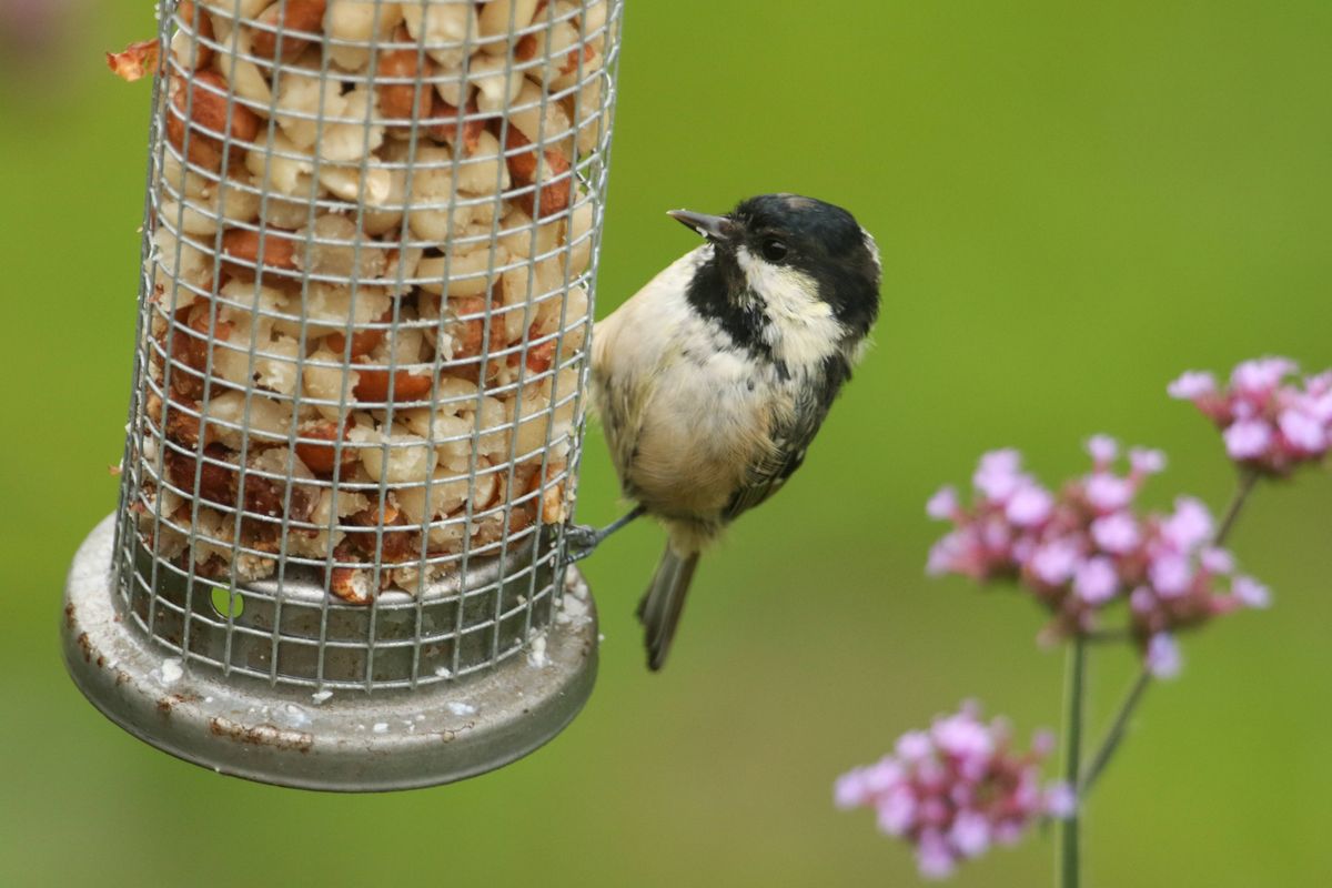 A pretty Coal Tit ( Periparus ater) feeding from a peanut feeder.