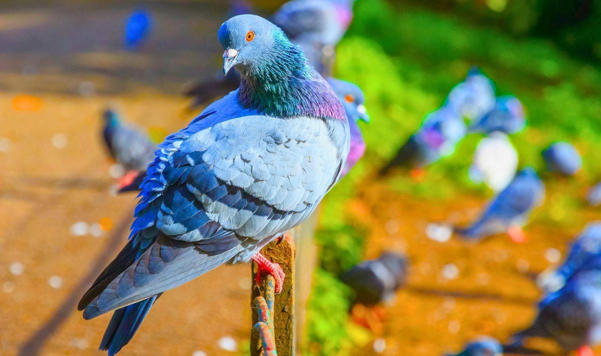 Anyone with a garden can deter pigeons if they stop leaving a common item outside