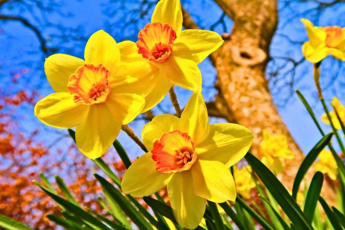 Anyone with daffodils should do a quick 5-second task before they start wilting