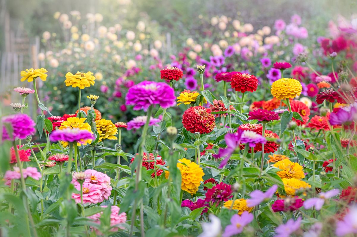 A vibrant, lush garden is filled with a profusion of colorful flowers in a variety of hues, including pink, red, yellow, and white. The scene captures the essence of a thriving natural environment with a diverse array of flora.