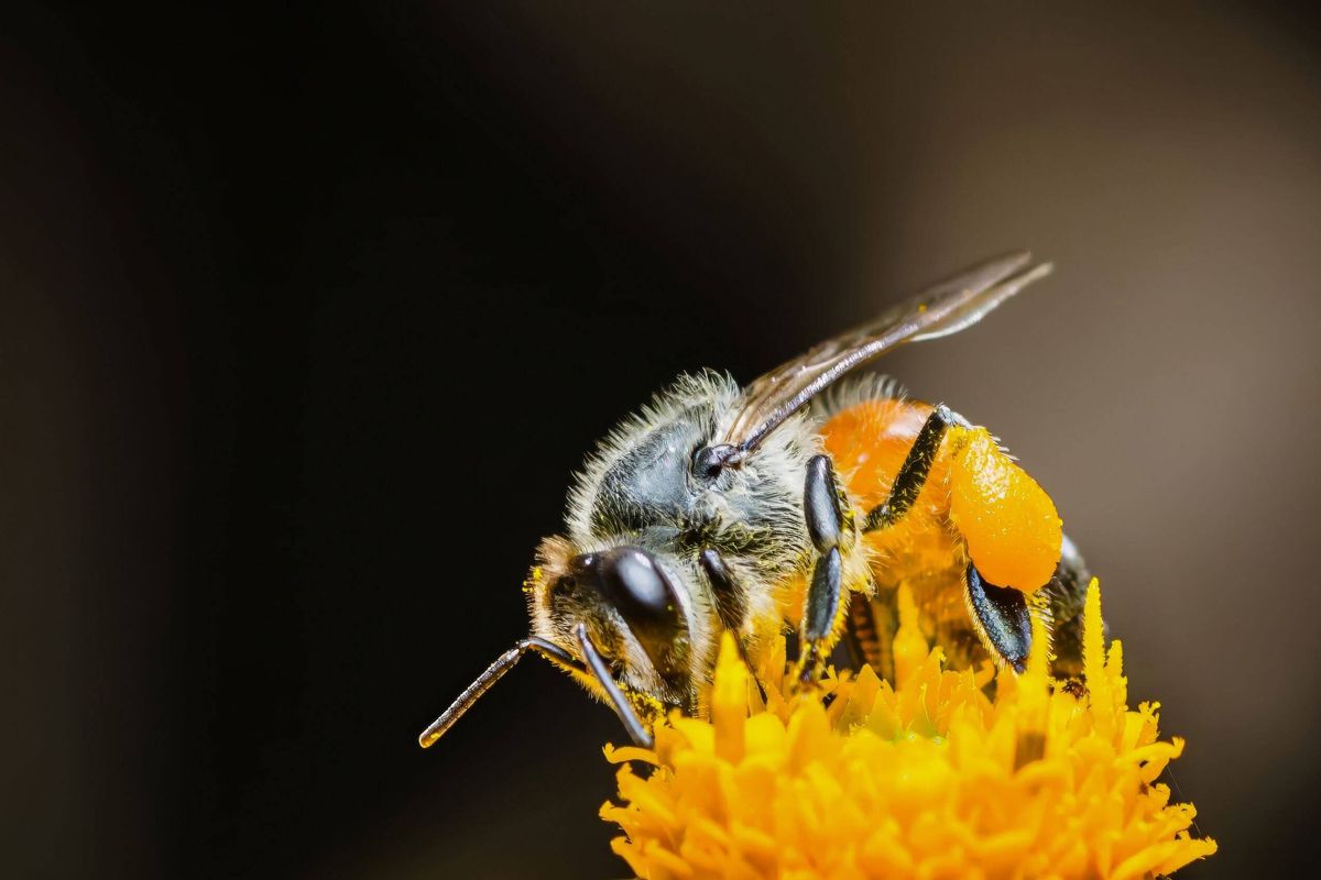 Bee collecting pollen on yellow flower with dark blurred background