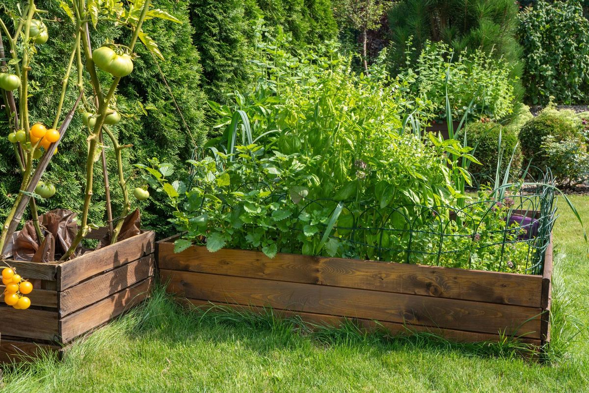 Bio organic home garden in a wooden box with herbs and tomatoes chives, basil, oregano and mint.