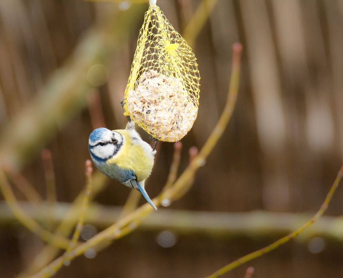 Small Blue Tit bird hanging at a fat ball