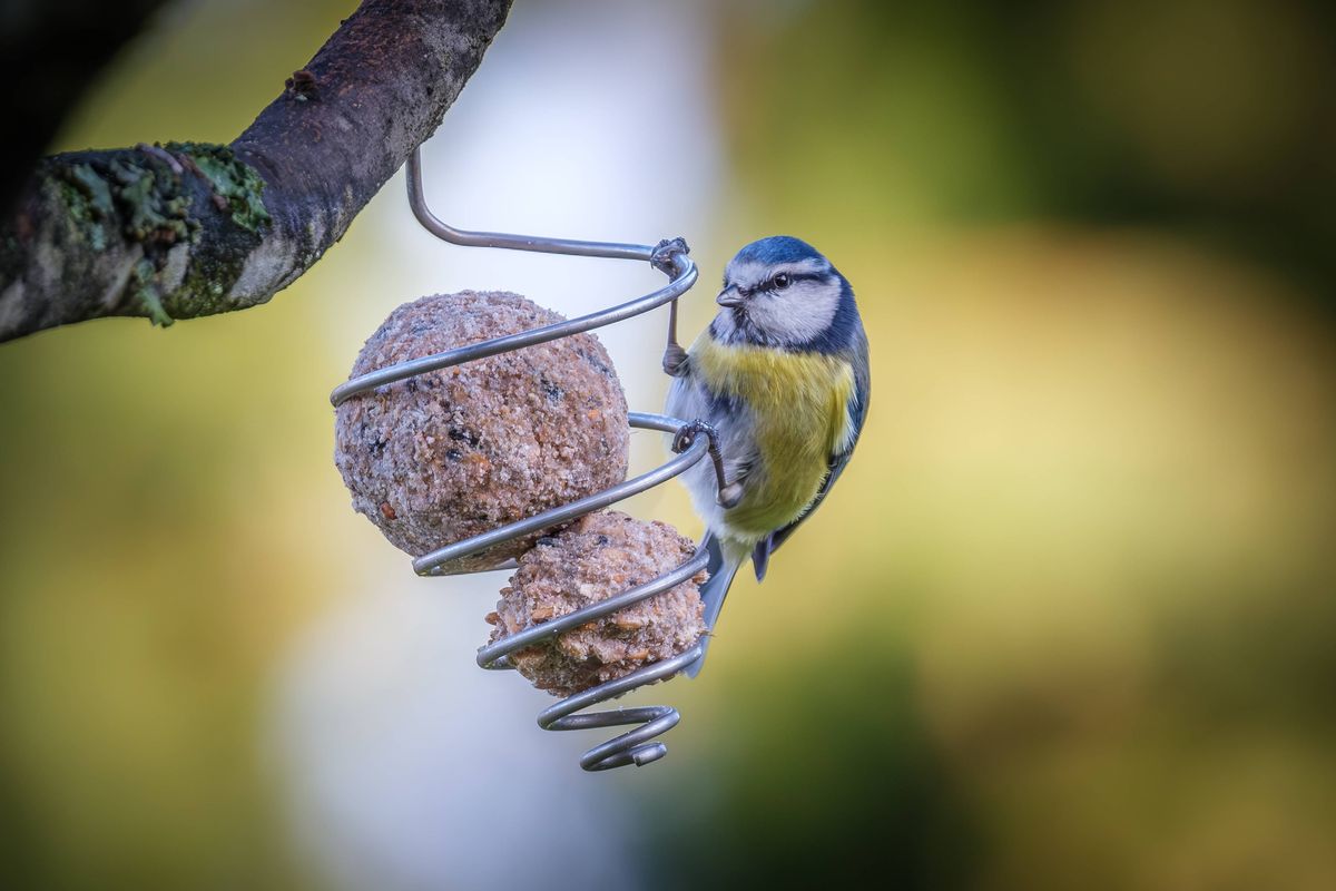 A Blue Tit (Cyanistes caeruleus) feeding on a fat ball held in a wire cage hanging from a tree in France