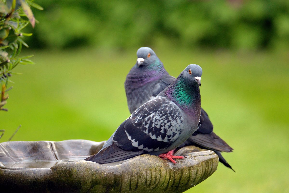 Photograph taken at an altitude of Sixty four metres at 09:34am on a cold afternoon in May, of a pair Feral pigeon (Columba livia), off Chessington Avenue in Bexleyheath, Kent.
They are a wild ancestor of domestic world pigeons. A common sight in UK gardens, and traditionally seen on London postcards of Piccadilly circus until the feeding of pigeons was banned, they can weigh up to 370g with a wingspan of 34cms. There are approximately 550,000 breeding pairs in the UK.