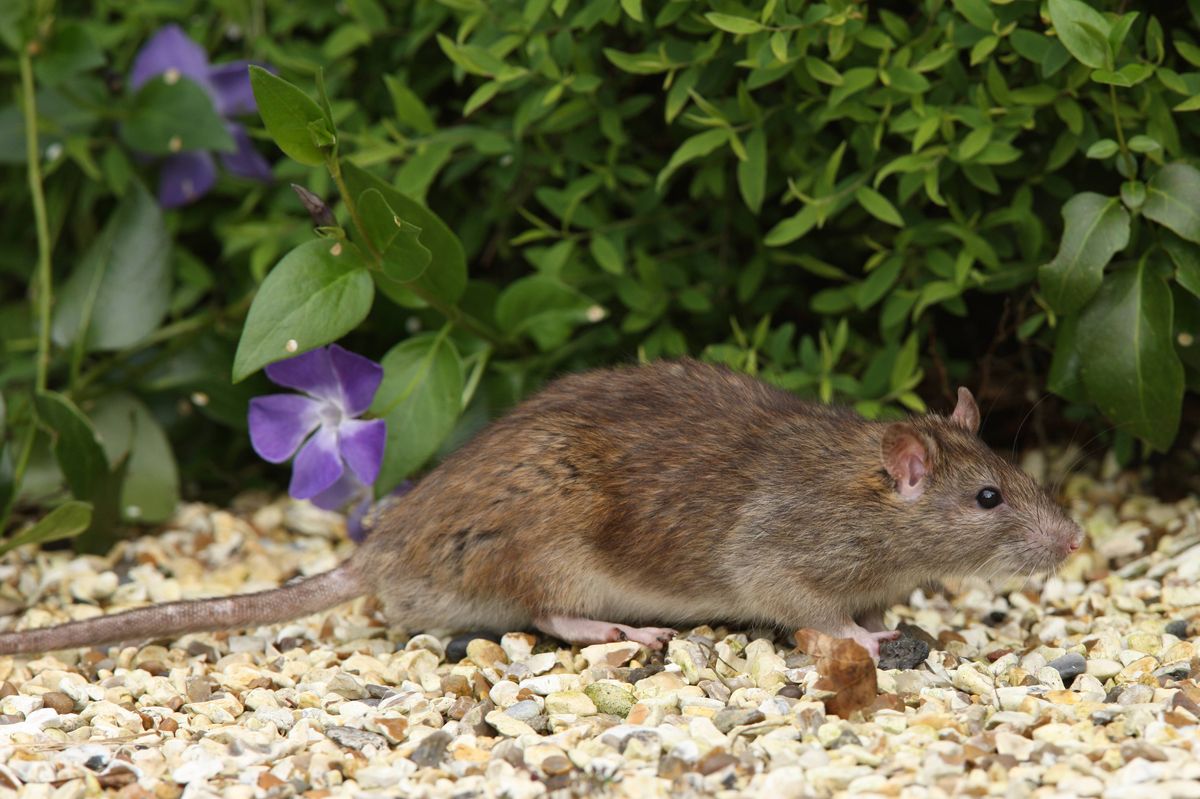 Portrait of a Brown Rat