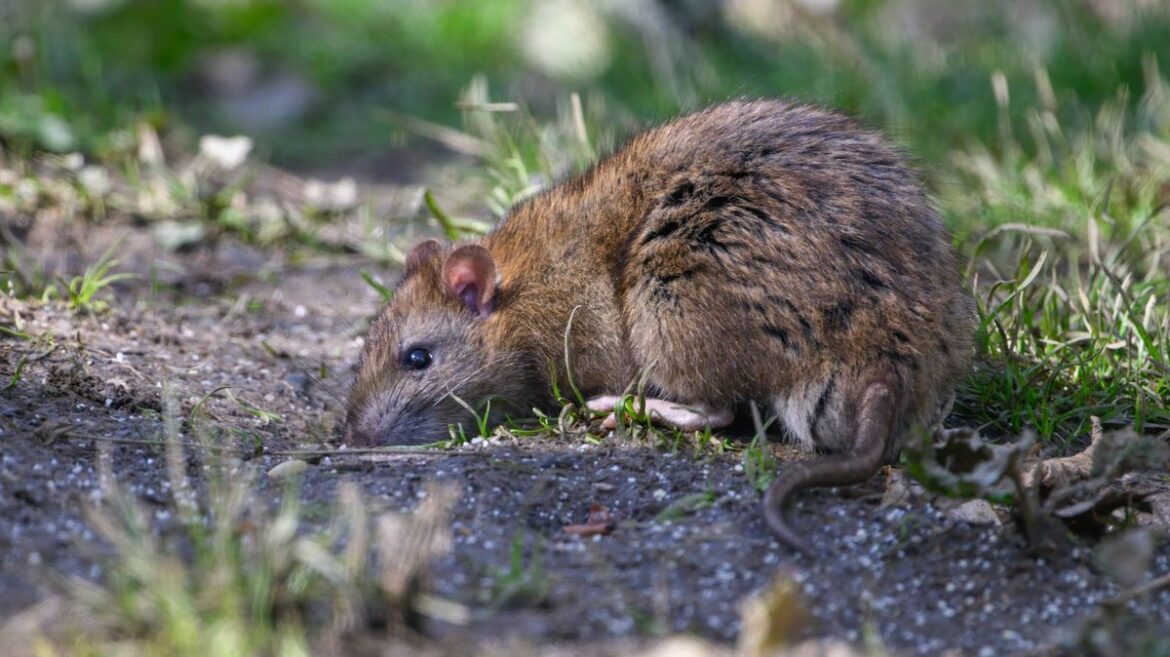 Rats won’t invade gardens this spring with Alan Titchmarsh’s key advice Daily Record
