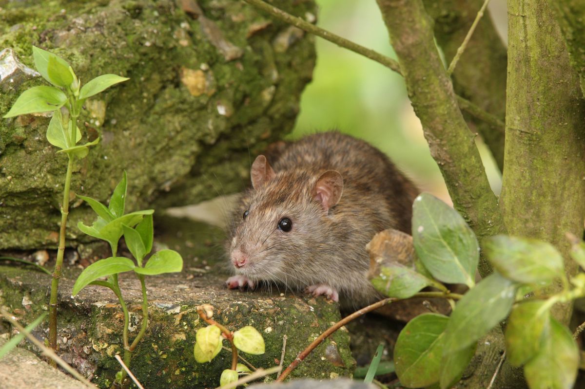 Portrait of a Brown Rat