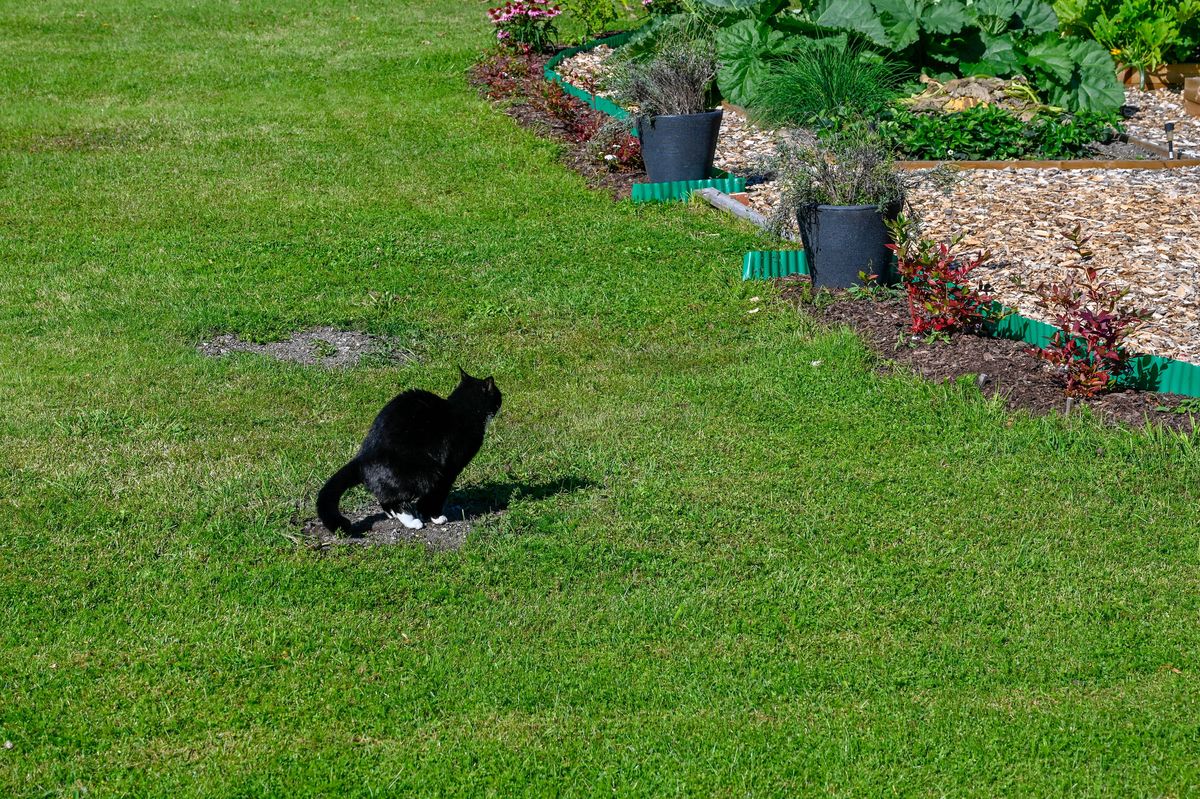 Cat sitting pooping on lawn in back garden Sweden 2021