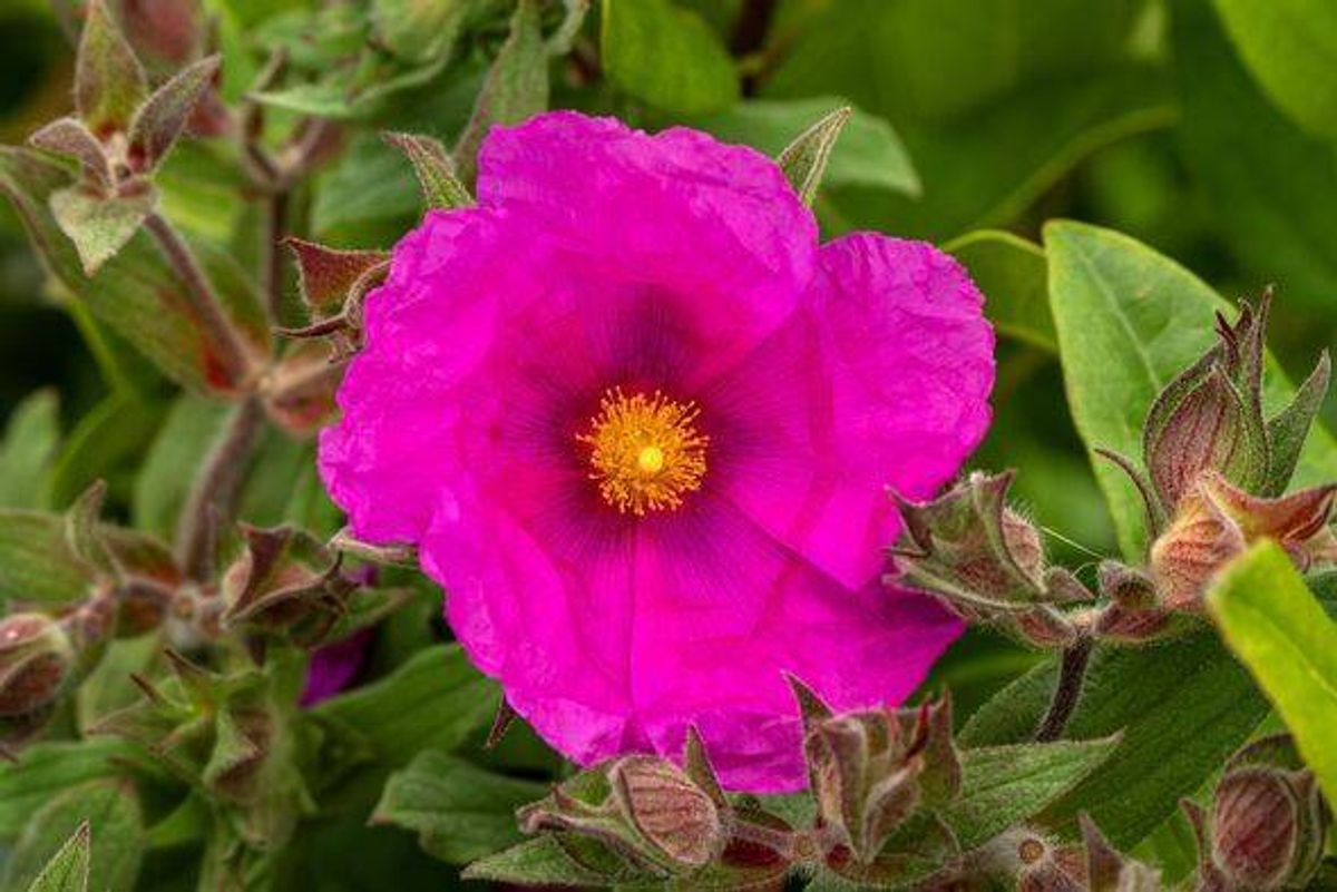 Cistus pulverulentus 'Sunset'