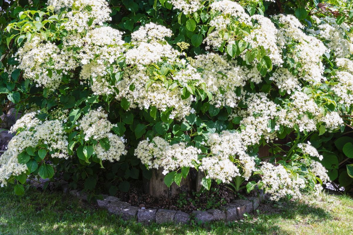 Climbing hydrangea in springtime garden