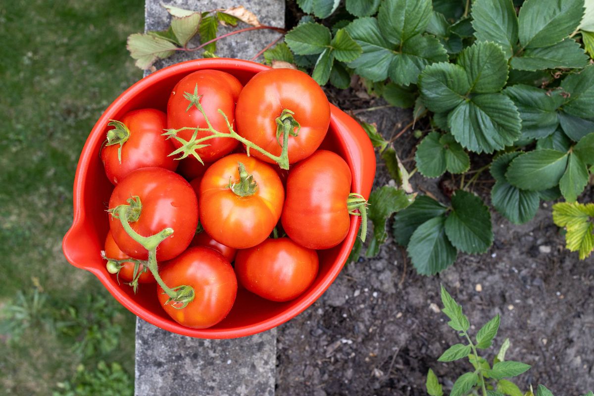 High angel view of a bowl full of an organic ripe tomatoes. Organic gardening and harvesting concept