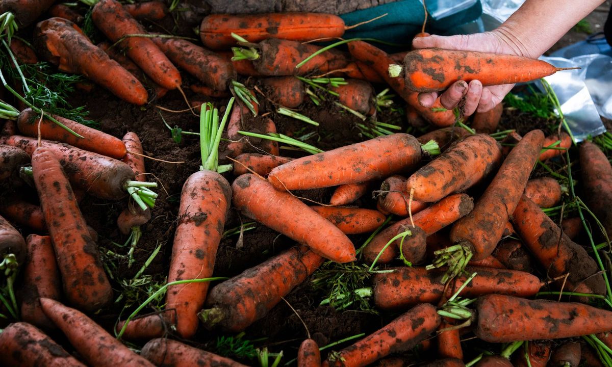 Close up of hands holding freshly picked carrots