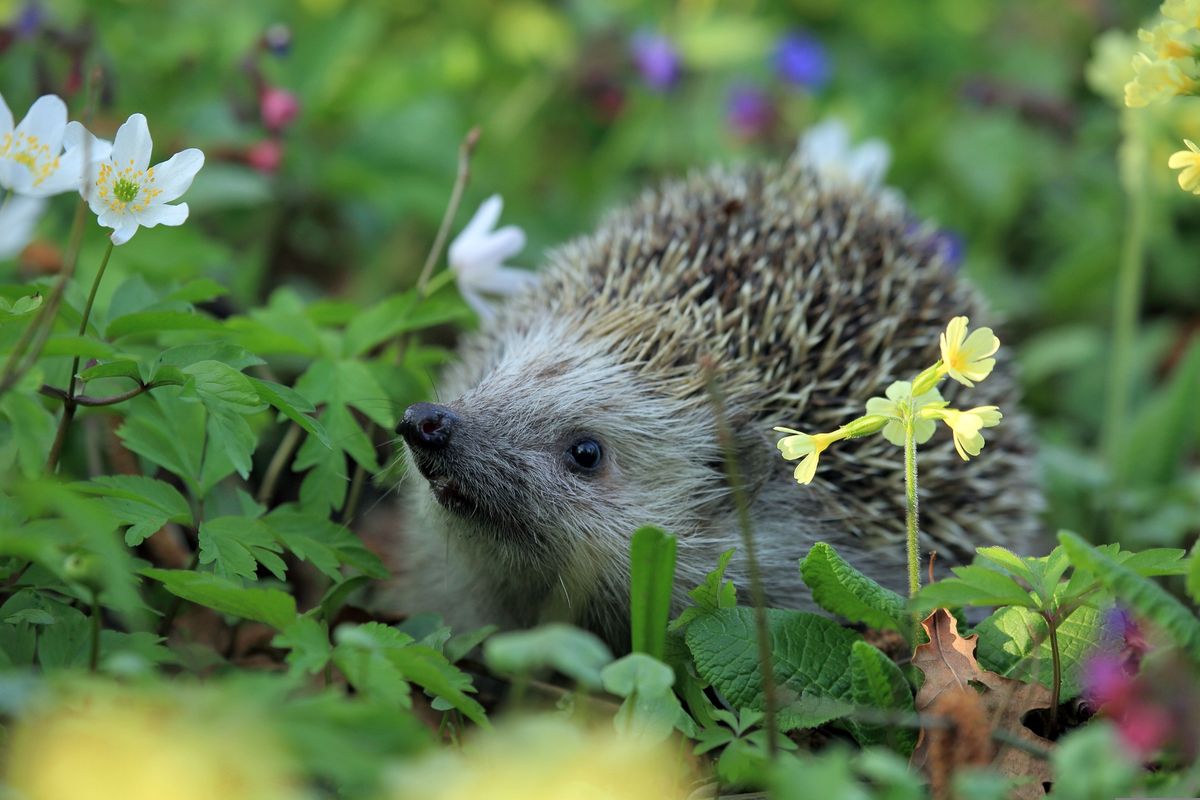 Close-up of hedgehog on field